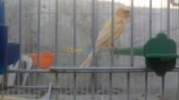 البليدة-الجبابرة-الجزائر-عصفور-canaris-mal-huppè-كناري-هوبي