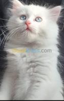 alger-bab-ezzouar-algerie-chat-chaton-persan-blanche-neige