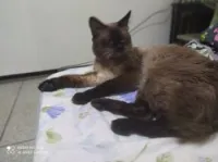 Chat siamois royal