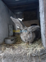 setif-bougaa-algerie-animaux-de-ferme-lapin-geant-des-flandre