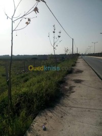 الجزائر-الرويبة-أرض-kra-ard-aljzaer-alroyb