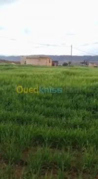 Vente Terrain Agricole Khenchela Tamza