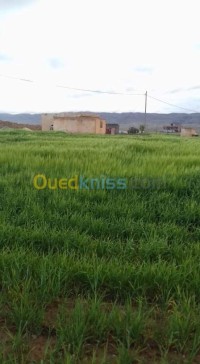 خنشلة-طامزة-الجزائر-أرض-فلاحية-byaa-ard-flahy-khnshl-tamz