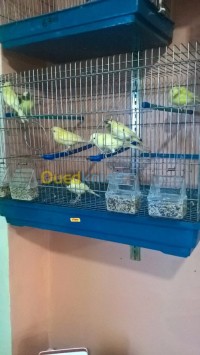 بومرداس-الثنية-الجزائر-عصفور-canari