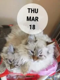 Angora 