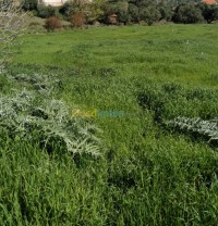 البويرة-الجزائر-أرض-byaa-ard-alboyr
