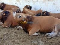 الجزائر-باب-الزوار-حيوانات-المزرعة-استيراد-العجول