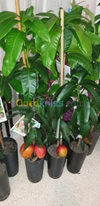 بستنة-mango-tree-البليدة-الجزائر