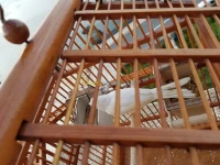 Couple canari blanc un ans et plus