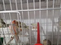 Canaris et chardonneret
