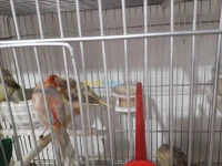 Canaris et chardonneret