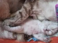 chat siamois tankinois  Thaïlander