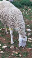 tiaret-algerie-animaux-de-ferme-نعجة-تاع-اولاد-جلال