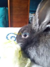الجزائر-القبة-آخر-lapis-bunny