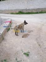 bouira-mchedallah-algerie-chien-femelle-malinois-9-moi