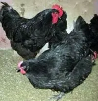 oeufs -Geante de jersey .royal noir