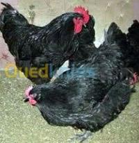حيوانات-المزرعة-oeufs-geante-de-jersey-royal-noir-الحمامات-الجزائر