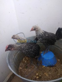 قالمة-بلخير-الجزائر-حيوانات-المزرعة-poulet-fayoumi-فيومي