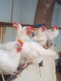 تيبازة-حطاطبة-الجزائر-حيوانات-المزرعة-vente-poule-leghorne