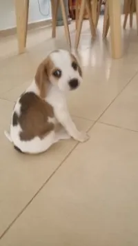 Chiot beagle lemon