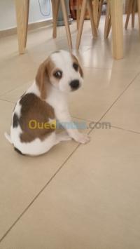 الجزائر-بني-مسوس-كلب-chiot-beagle-lemon