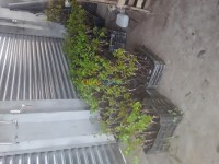 بومرداس-شعبة-العامر-الجزائر-آخر-شجر-ة٠العنب-بعويدة٠برقوق٠رمان٠باكور٠