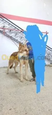 Husky Siberien 