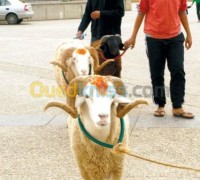الجزائر-وسط-آخر-egorgeur-mouton-domicile