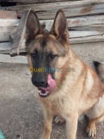 tizi-ouzou-ait-bouadou-algerie-chien-malinois-d-origine-belge