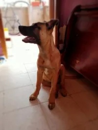 Malinois