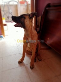 الجزائر-وسط-كلب-malinois