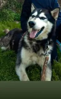 Chein malamute d'Alaska 