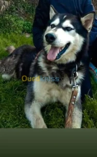Chein malamute d'Alaska 
