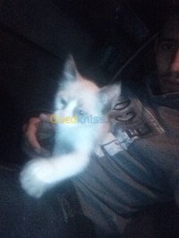 الجزائر-الرويبة-قطة-siamois-angora