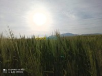 وهران-قديل-الجزائر-أرض-فلاحية-byaa-ard-flahy-ohran-kdyl