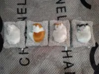 Poupée de chat décorative 