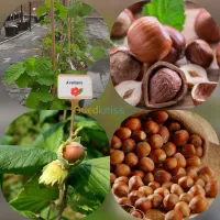 Noisetier commun البندق