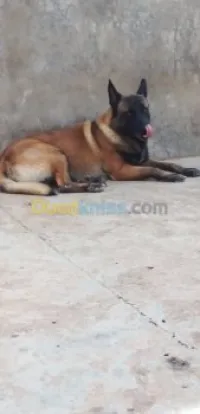 Malinois charbonne Pure race