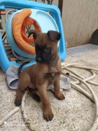 Malinois charbonné