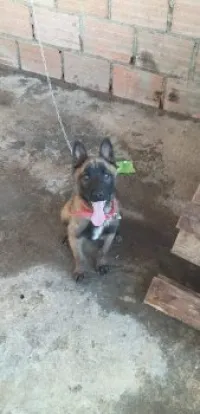 Malinois