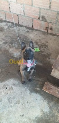 تيزي-وزو-تادمايت-الجزائر-كلب-malinois
