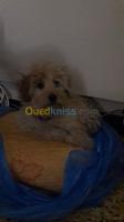 alger-kouba-algerie-chien-caniche-bichon-malté-agé-de-4-mois