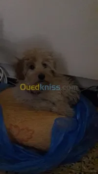 Caniche bichon malté agé de 4 mois