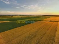 Vente Terrain Agricole Ain temouchent Ain el arbaa