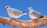 الشلف-وادي-الفضة-الجزائر-عصفور-couple-colombe-diamant