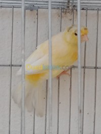 الجزائر-باب-الزوار-عصفور-كناري