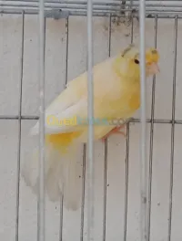 كناري 