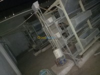 بسكرة-الجزائر-زراعي-باطري-دجاج-5000-دجاجة