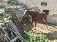 tlemcen-remchi-algerie-animaux-de-ferme-مهرة-للبيع