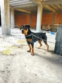 Chien rottweiler
